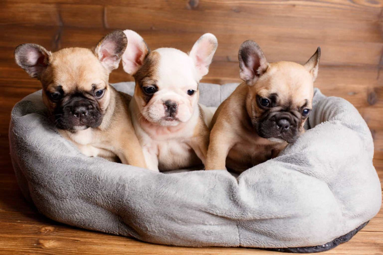 French Bulldog puppies for sale 9047773374